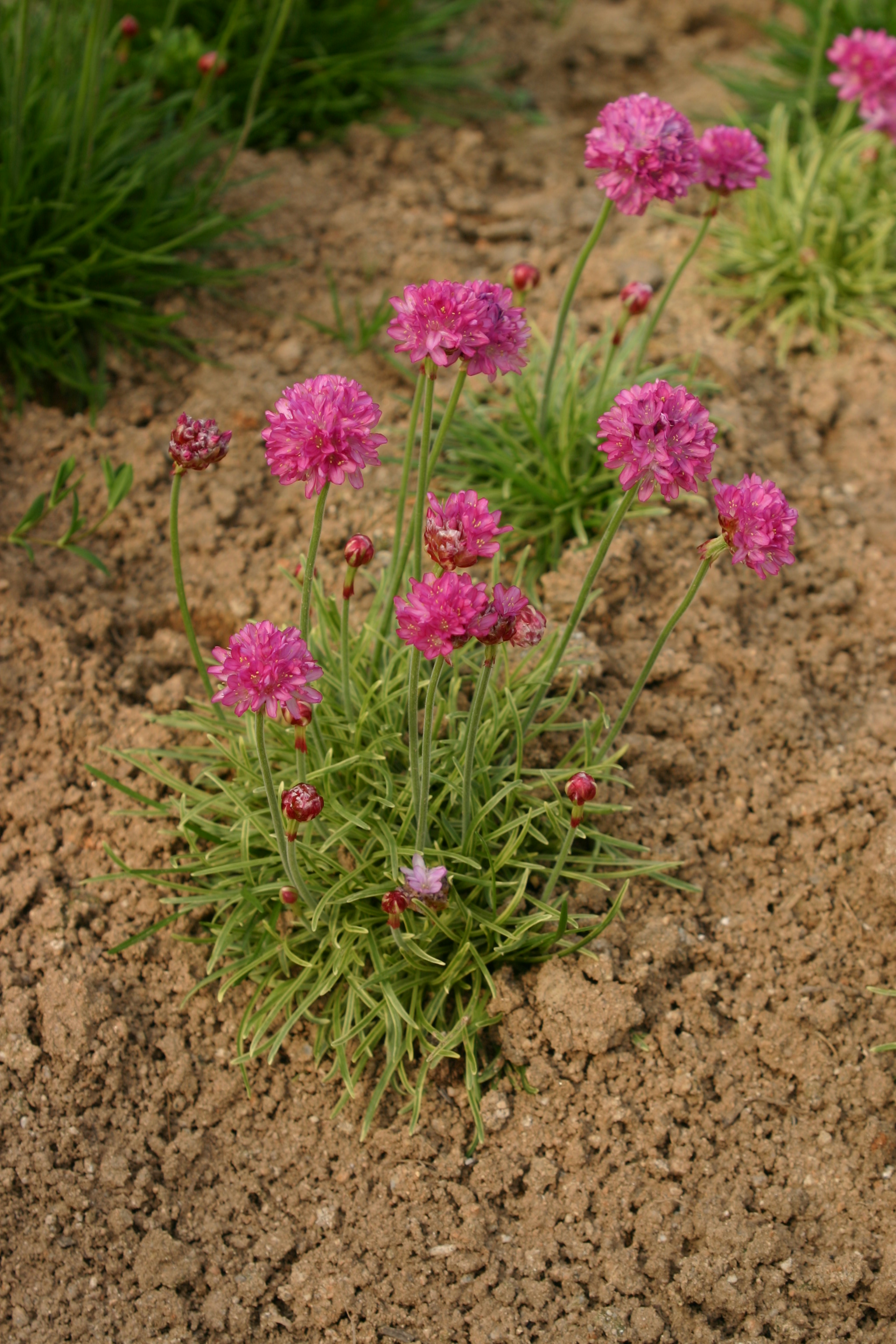 Armeria maritima 'Variegatum'